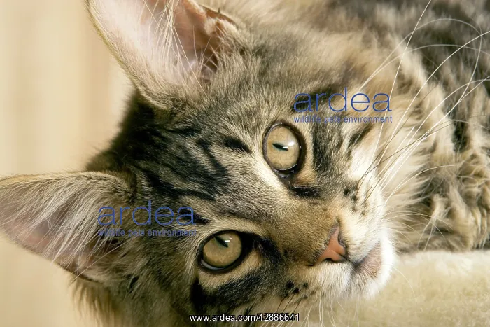 : Cat - Maine coon : Cat - Maine coon