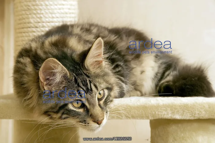  : Cat - Maine coon