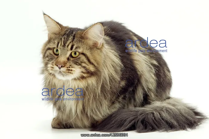  : Cat - Maine Coon
