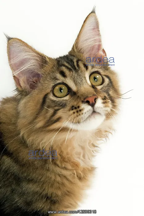  : Cat - Maine Coon