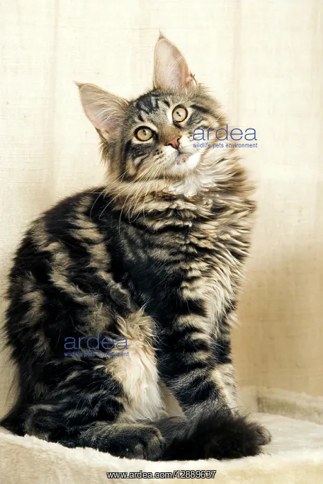  : Cat - Maine Coon