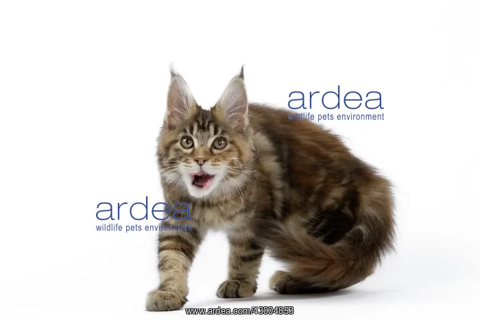  : Cat - Maine Coon
