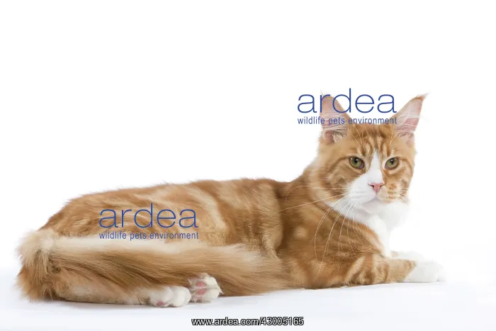  : Cat - Maine Coon