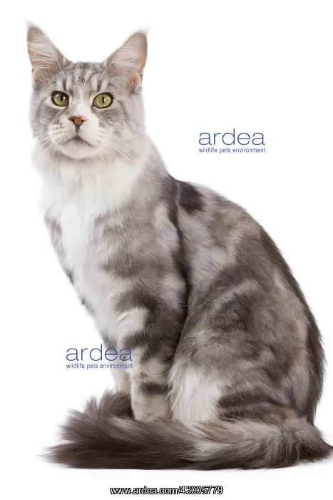 : Cat - Maine Coon : Cat - Maine Coon