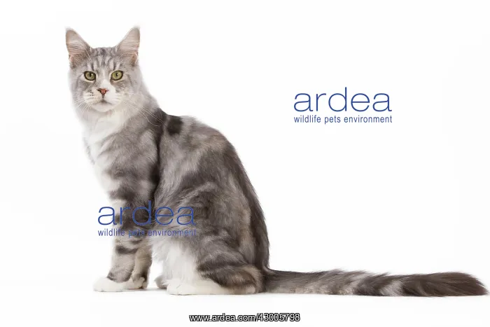 : Cat - Maine Coon : Cat - Maine Coon