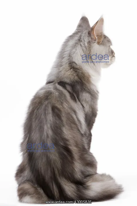 : Cat - Maine Coon : Cat - Maine Coon
