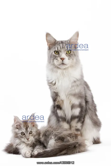 : Cat - Maine Coon : Cat - Maine Coon