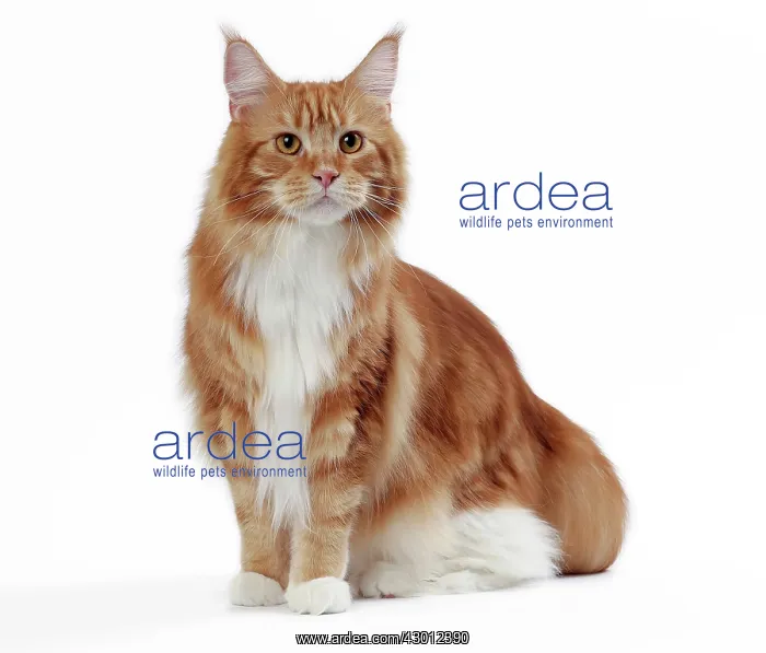  : Cat Maine Coon
