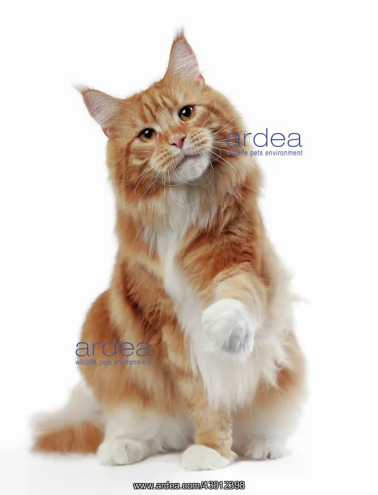  : Cat Maine Coon