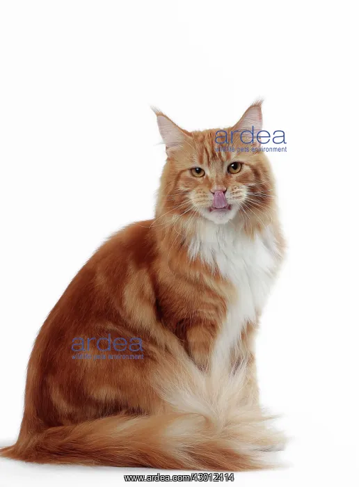  : Cat Maine Coon