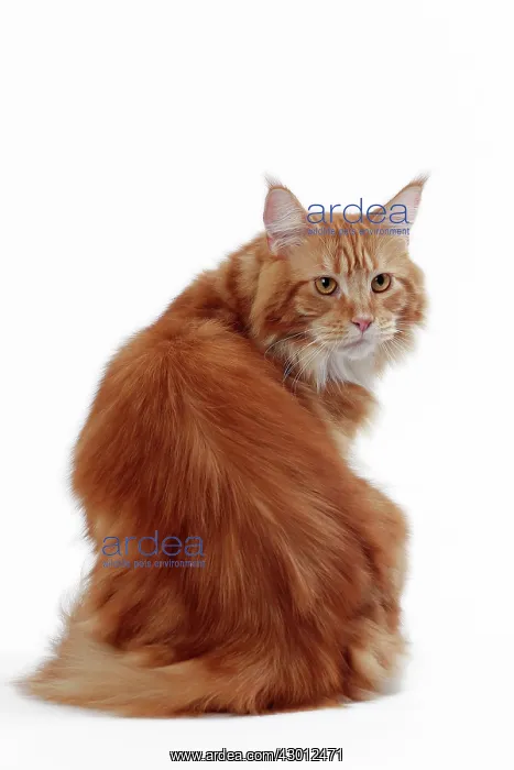  : Cat Maine Coon