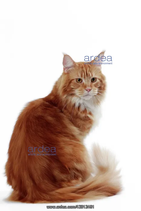  : Cat Maine Coon
