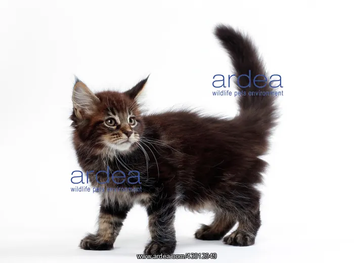  : Cat Maine Coon