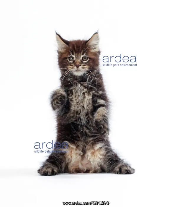 : Cat Maine Coon : Cat Maine Coon