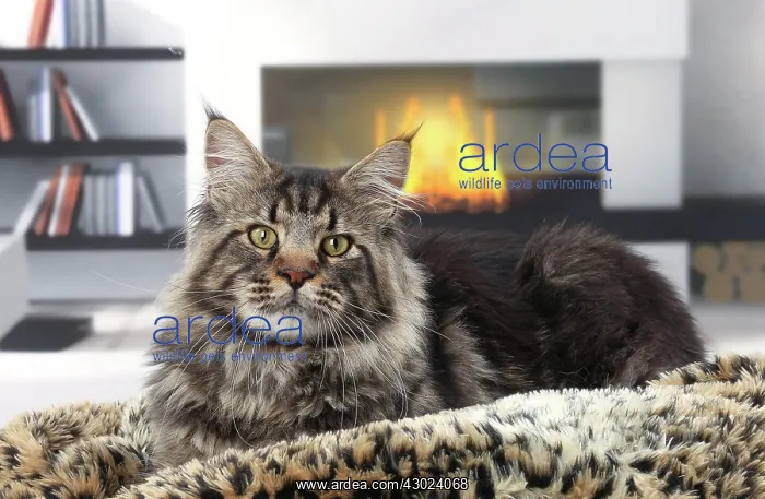 : Cat Maine Coon