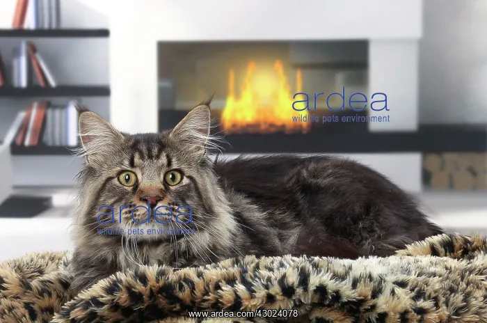  : Cat Maine Coon
