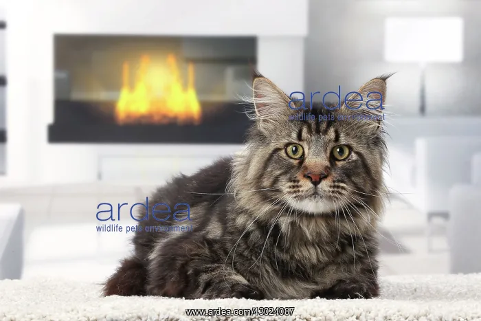 : Cat Maine Coon