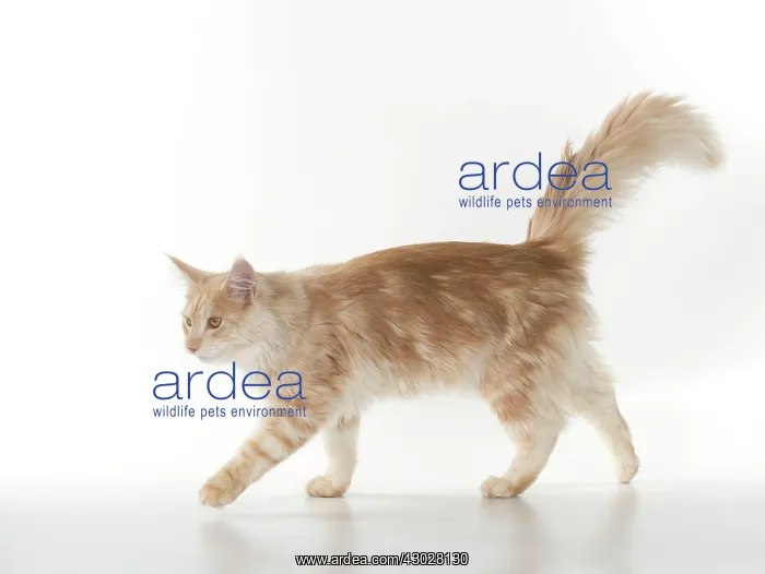 : Cat Maine Coon : Cat Maine Coon