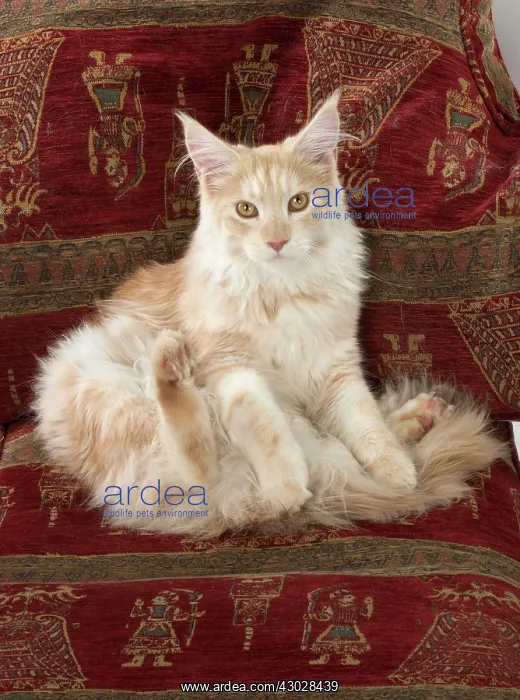  : Cat Maine Coon