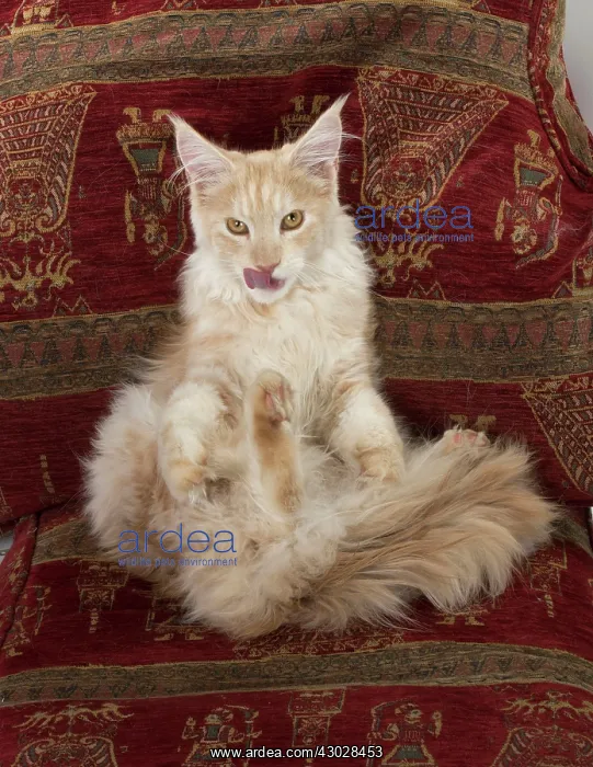  : Cat Maine Coon