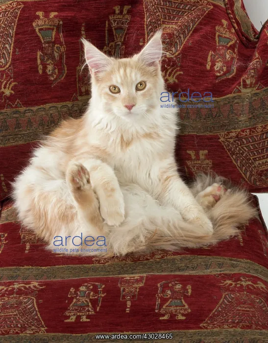  : Cat Maine Coon