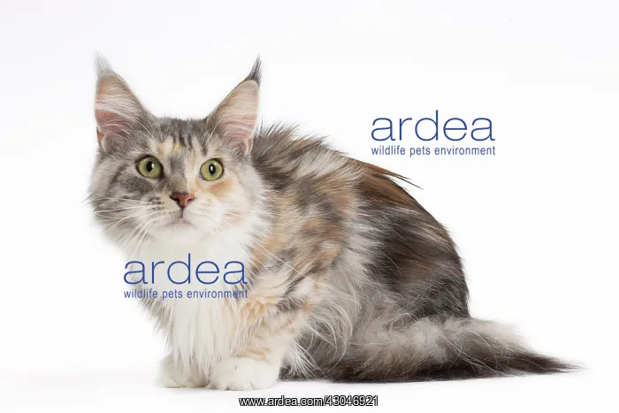  : Cat Maine Coon
