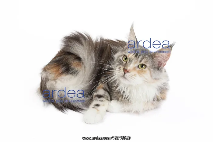  : Cat Maine Coon