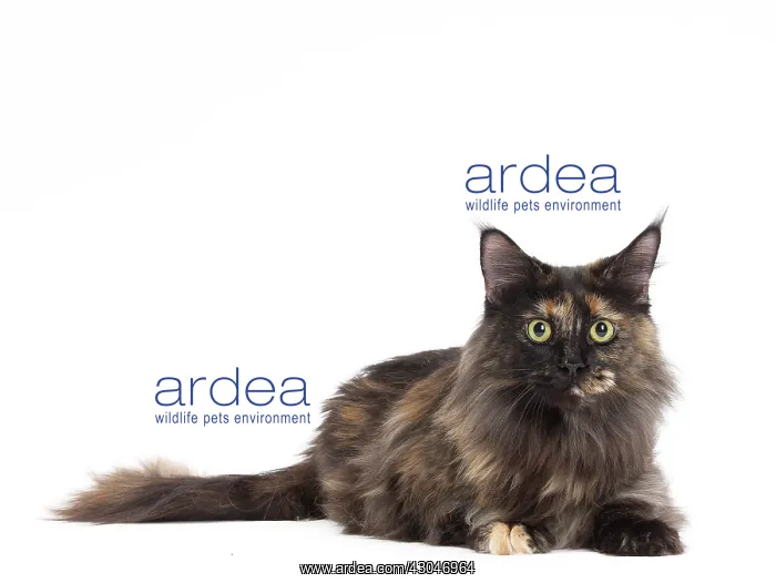  : Cat Maine Coon