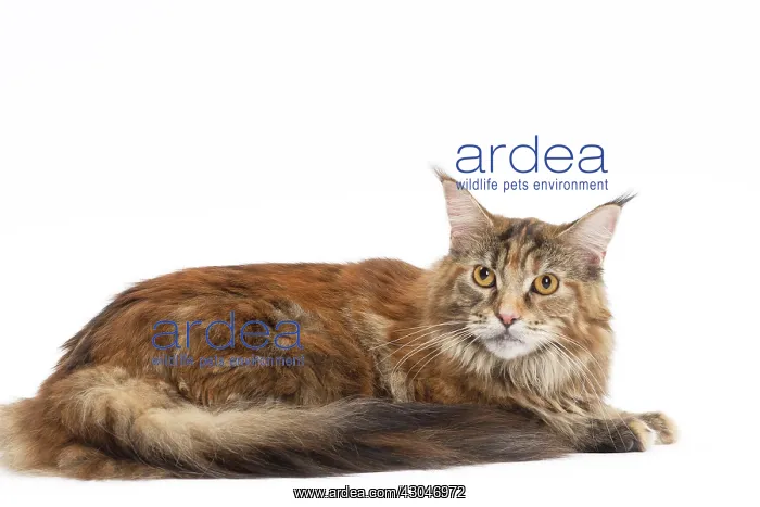  : Cat Maine Coon