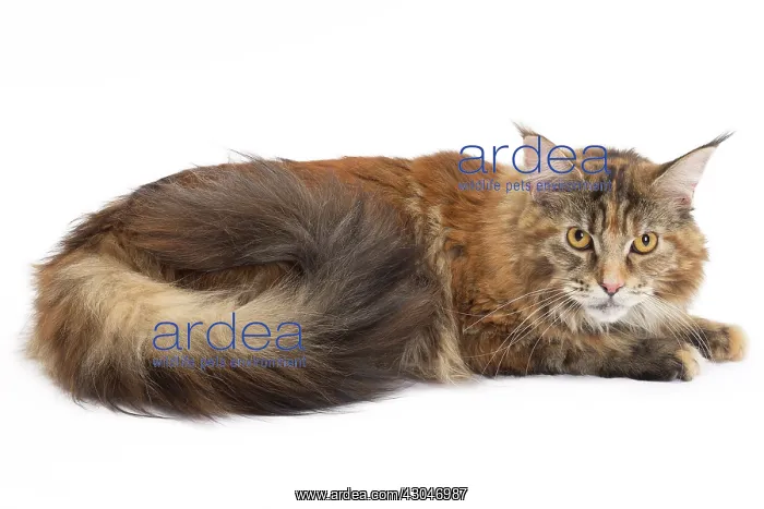  : Cat Maine Coon