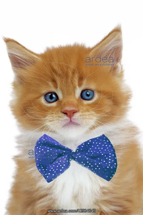 : Cat - Maine Coon - 6 week old kitten wearing a blue bow tie : Cat - Maine Coon - 6 week old kitten wearing a blue bow tie