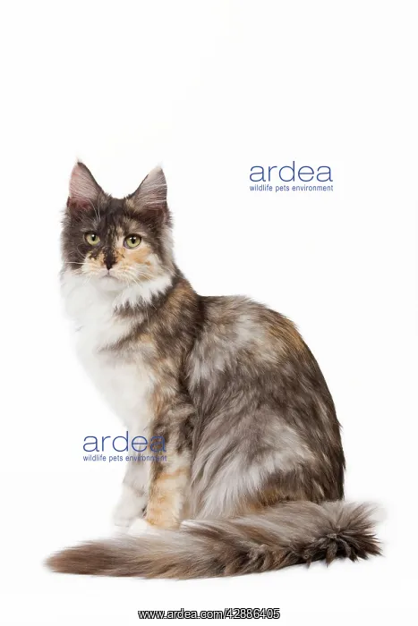 : Cat - Maine Coon - 7 month old Black tortie smoke : Cat - Maine Coon - 7 month old Black tortie smoke
