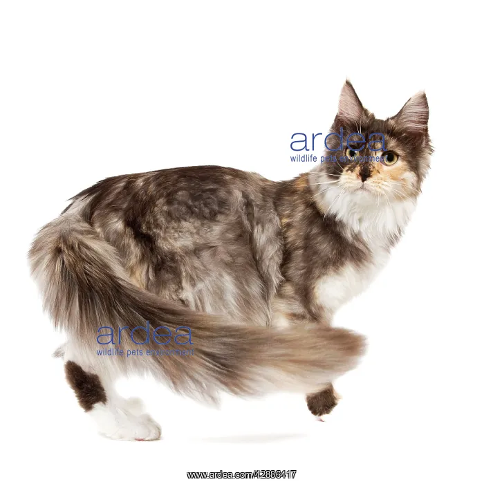 : Cat - Maine Coon - 7 month old Black tortie smoke : Cat - Maine Coon - 7 month old Black tortie smoke