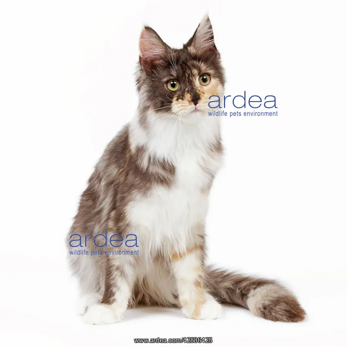 : Cat - Maine Coon - 7 month old Black tortie smoke : Cat - Maine Coon - 7 month old Black tortie smoke