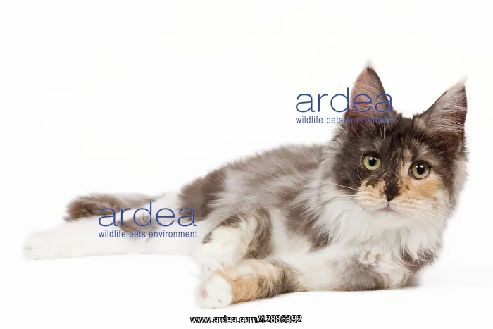 : Cat - Maine Coon - 7 month old Black tortie smoke & white : Cat - Maine Coon - 7 month old Black tortie smoke & white