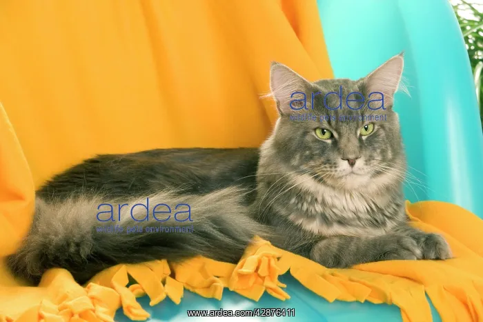  : Cat - Maine Coon adult