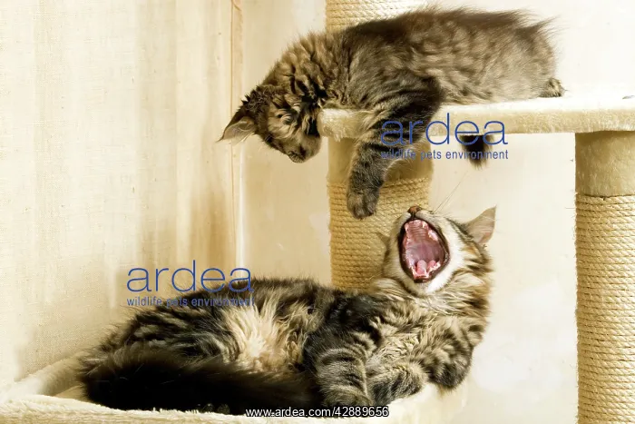  : Cat - Maine Coon, adult and kitten