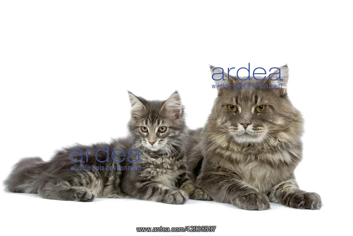 : Cat - Maine Coon blue blotched tabby - adult & kitten : Cat - Maine Coon blue blotched tabby - adult & kitten