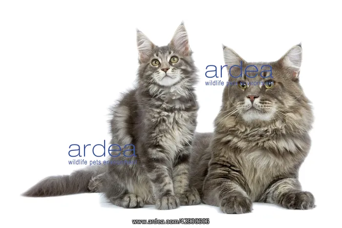 : Cat - Maine Coon blue blotched tabby - adult & kitten : Cat - Maine Coon blue blotched tabby - adult & kitten