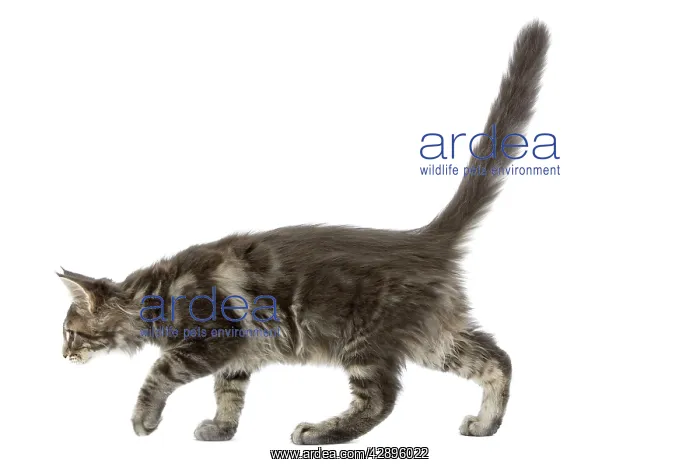  : Cat - Maine Coon blue blotched tabby in studio