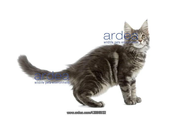  : Cat - Maine Coon blue blotched tabby in studio