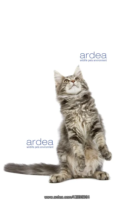 : Cat - Maine Coon blue blotched tabby in studio on hind legs : Cat - Maine Coon blue blotched tabby in studio on hind legs