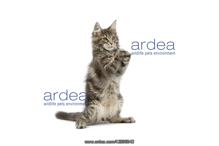 : Cat - Maine Coon blue blotched tabby in studio on hind legs : Cat - Maine Coon blue blotched tabby in studio on hind legs
