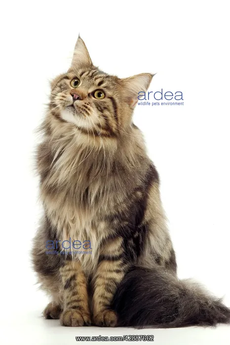  : Cat - Maine Coon Brown Tabby