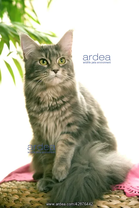  : Cat - Maine Coon cat