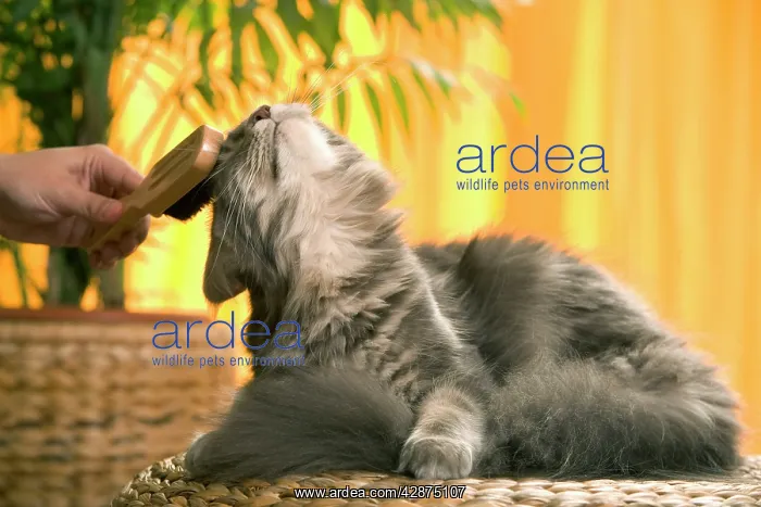  : Cat - Maine Coon cat being brushed