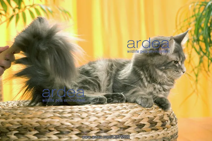  : Cat - Maine Coon cat being brushed