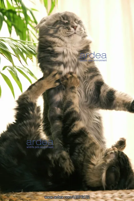  : Cat - two Maine Coon cats playing
