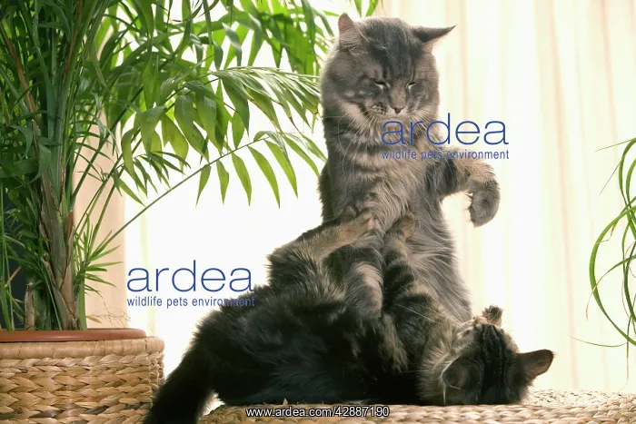  : CAT - two Maine Coon cats playing