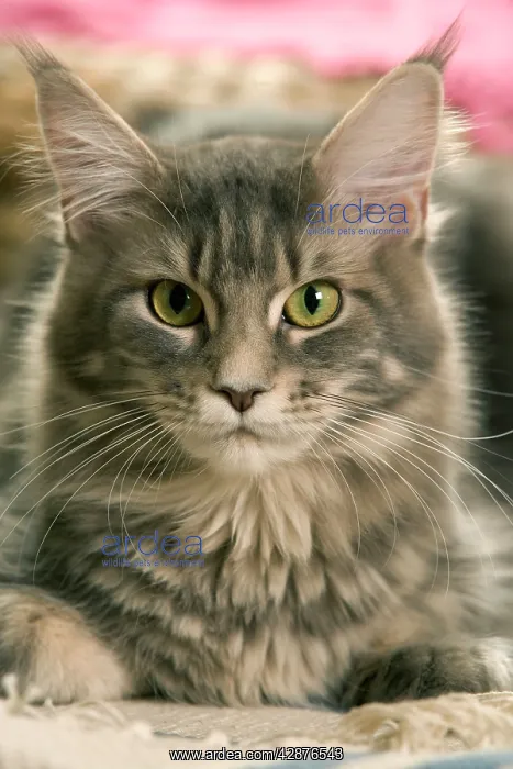  : Cat - Maine Coon close-up